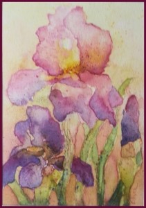 Pink Lavender Iris                                              